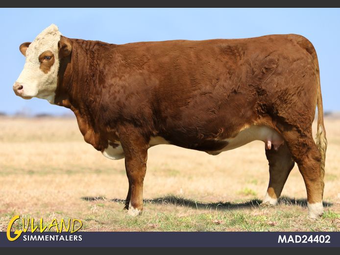 MAD24402 | Pieter Steinmann