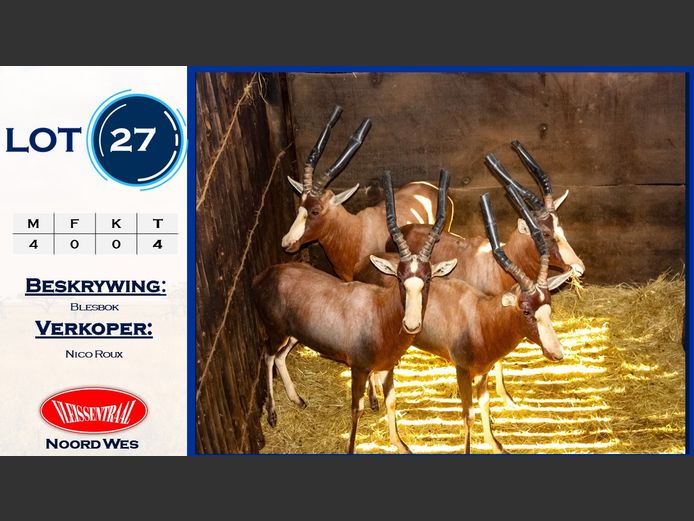 Blesbok