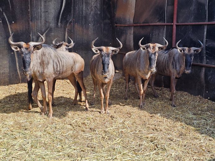 BLUE WILDEBEEST | LIMPOPO STUD GAME