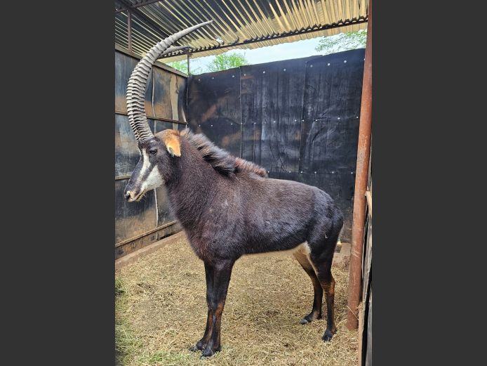 SABLE | GNG PROJECTS