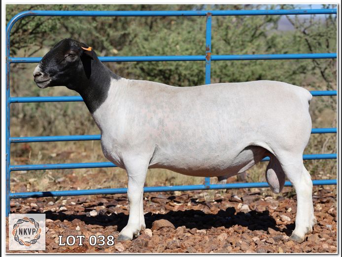 1643 24 0379 | C.C. VAN DEVENTER