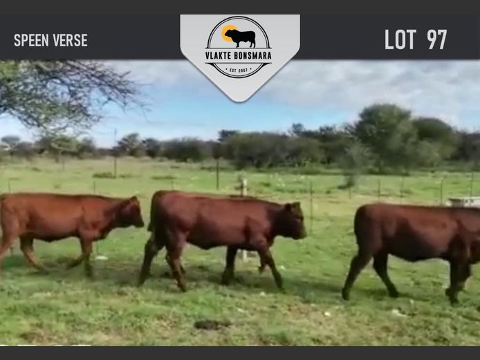 Commercial Animals | Klaver Valley Boerdery