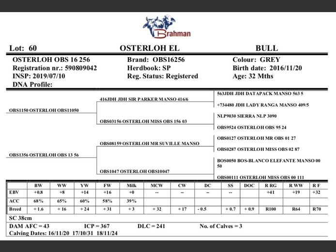 OSTERLOH BRAHMAN OBS16256