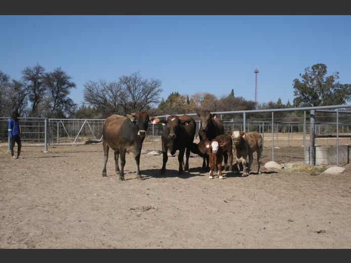 Commercial Animals
