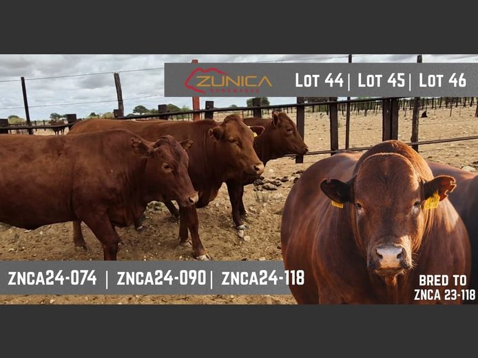 ZNCA240090 | N.J. VAN HEERDEN