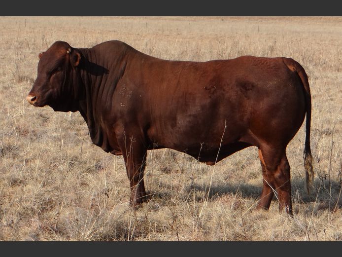 CCW 240018 | C. CILLIERS