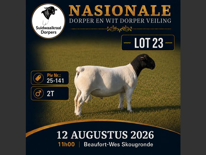 25 141 | SUIDWAAIKRAAL DORPERS
