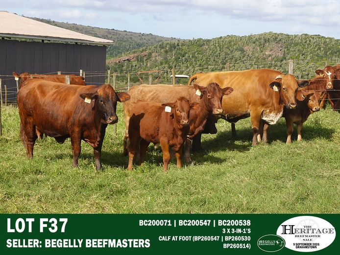 Female Animals | Begelly Beefmasters