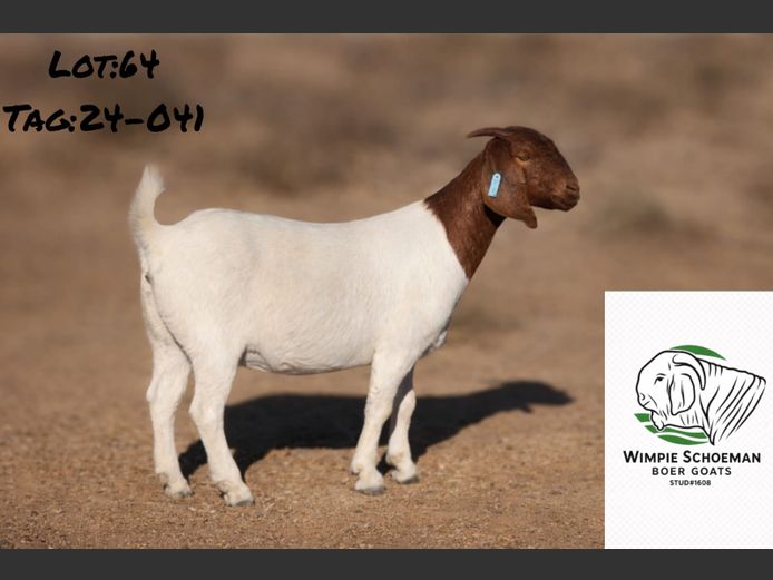 24041 | Wimpie Schoeman