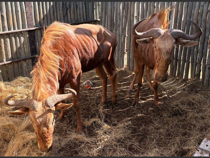 Goue Wildebees Bulle