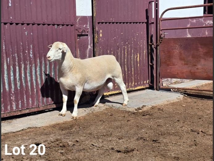 25021 | KASTEEL WITDORPERS