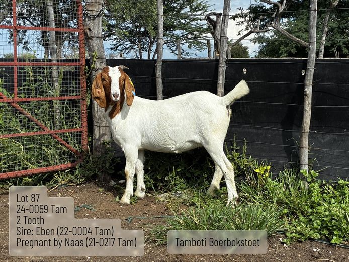 24-0059 Tam | TAMBOTI BOERBOKSTOET