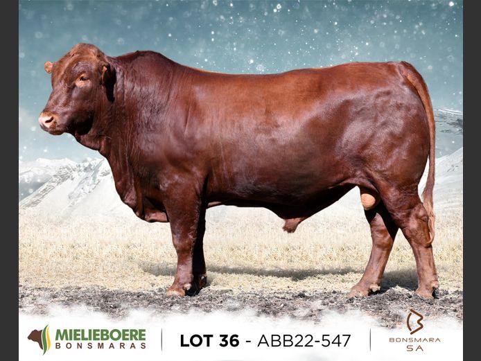 ABB 220547 | ALLEM BROTHERS (PTY) LTD
