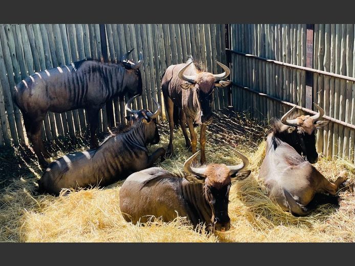 Blouwildebees bulle