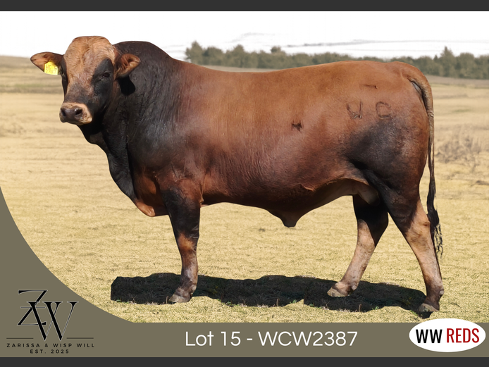 WCW2387 | WISP WILL REDS