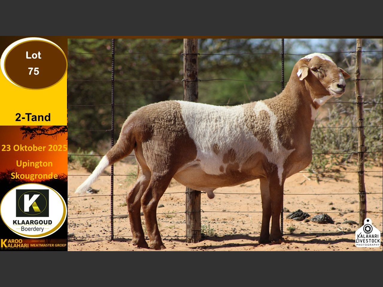 Lot 75 | KALAHARI KAROO MEATMASTER GROEP 38STE VEILING | SwiftVEE ...