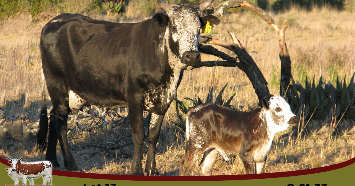 Lot 13 | UMSENGE NGUNI & QHINA DISPERSAL SALE | SwiftVEE | South Africa ...