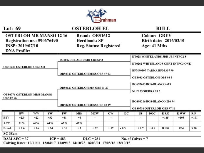 OSTERLOH BRAHMAN OBS1612