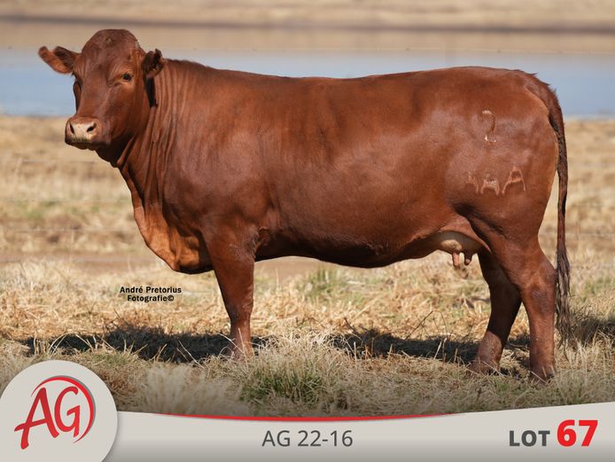 AG220016 | ARTHUR DE VILLIERS & SEUN