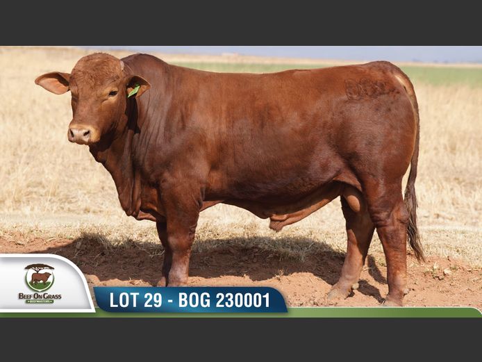 BOG 230001 | BEEF ON GRASS