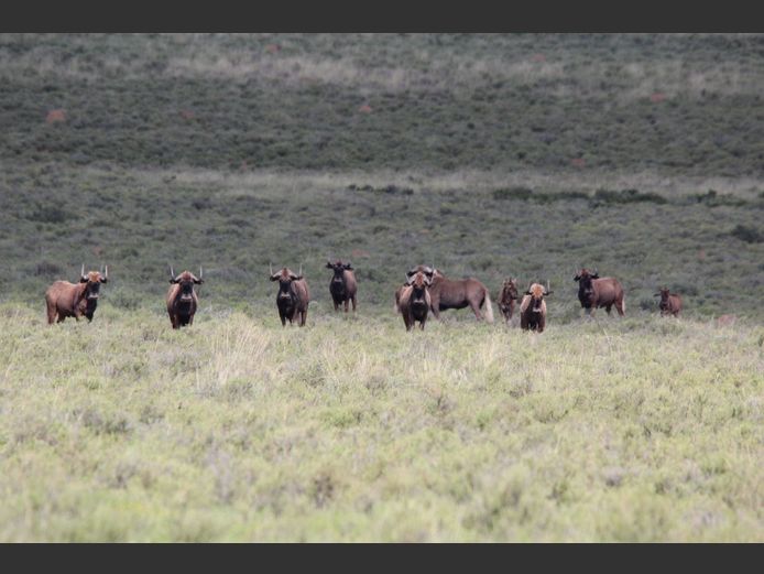 Swartwildebees | Smith Broers