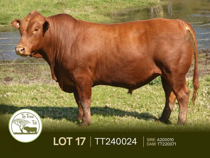 TT240024 | S.T.R. MAINSSHEARD