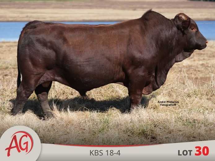 KBS180004 HH(c) | ARTHUR DE VILLIERS & SEUN