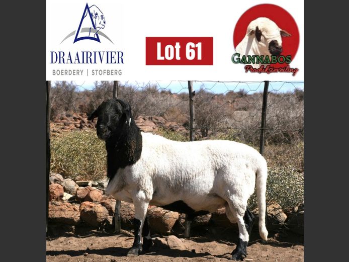 NS20-019 | Draairivier Boerdery