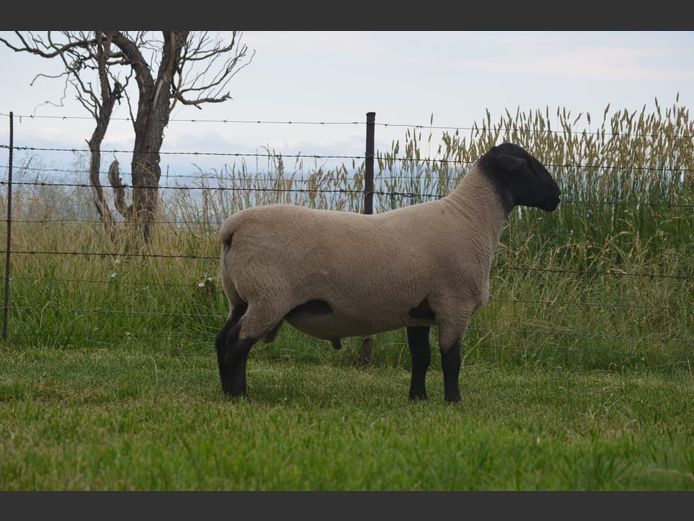 301 240291 | TWEESEUNS