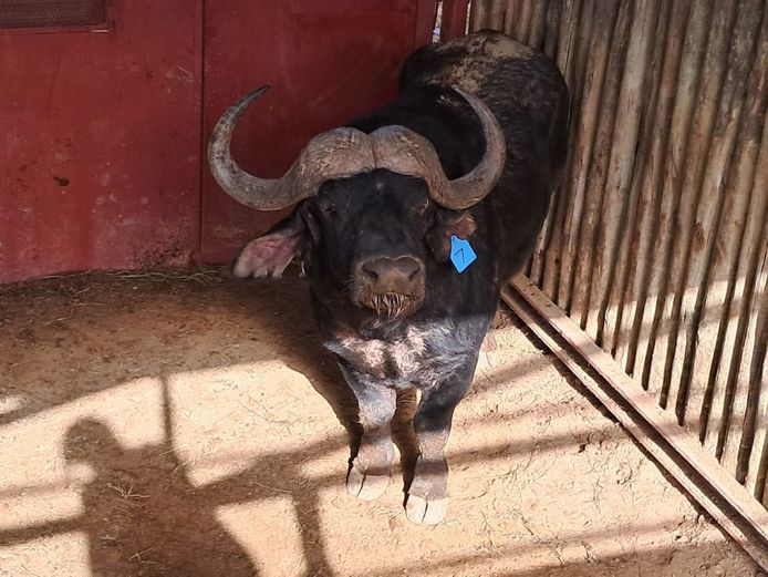 Buffalo Bull | SANParks - Addo Elephant National Park