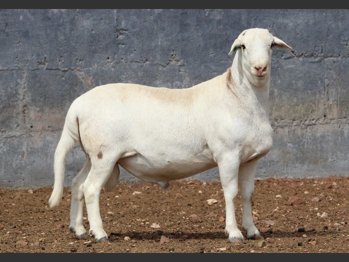 CRL 24.295 | Riaan Liebenberg - Hanri Meatmasters