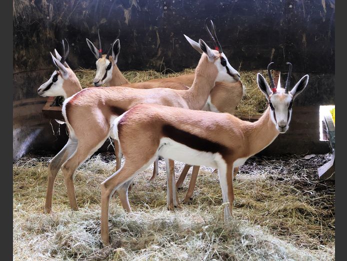 KALAHARI SPRINGBOK | PIENAARSPAN BOERDERY