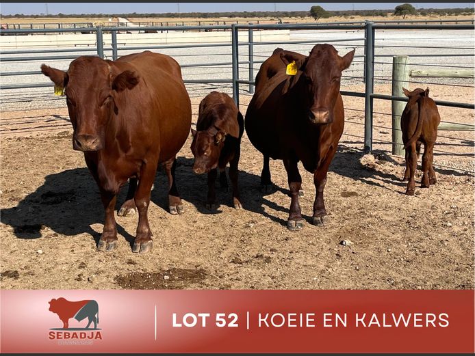Commercial Animals | Sebadja Bonsmaras