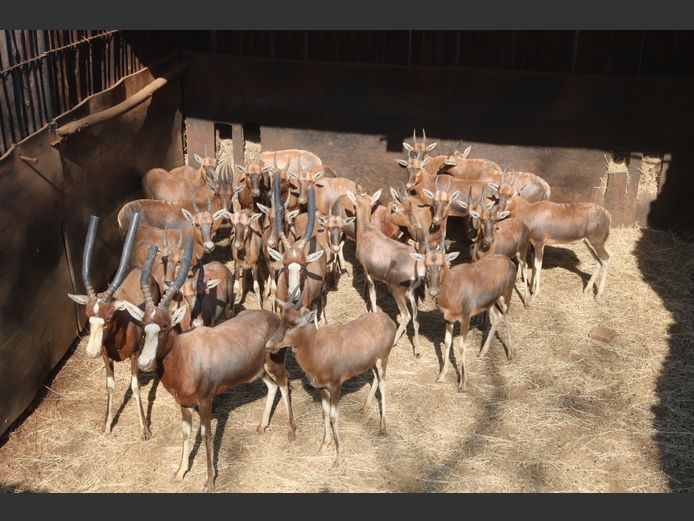 Blesbokke  Lammers