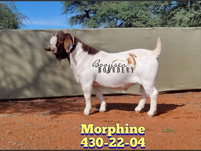 Semen Straws (Generic Lot - Morphine 430220004) | Booysen Boerbokstoet