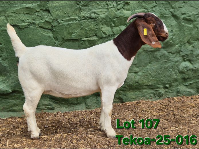 1673 250016 | Tekoa Boerbokstoet 