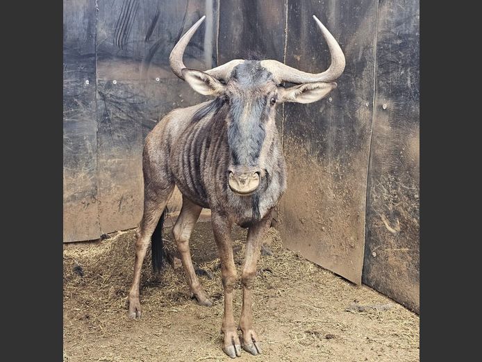 BLUE WILDEBEEST | MAS WILDLIFE