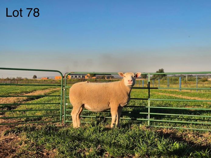 WH  240054 | TAPPS INVESTMENTS