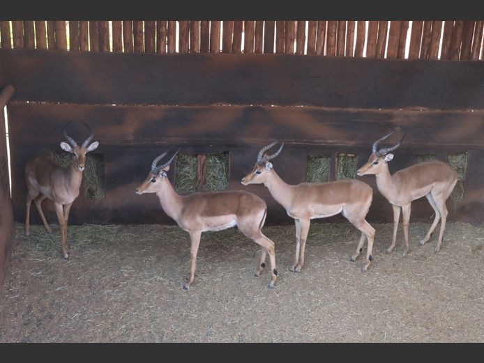 ROOIBOKKE