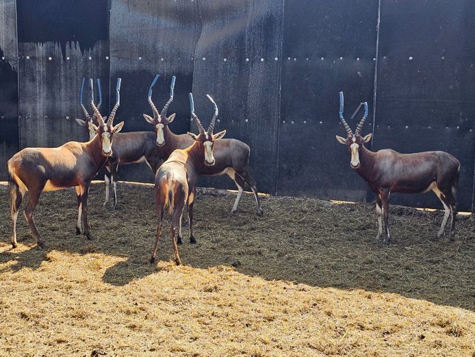 BLESBOK | BIG HORN 2