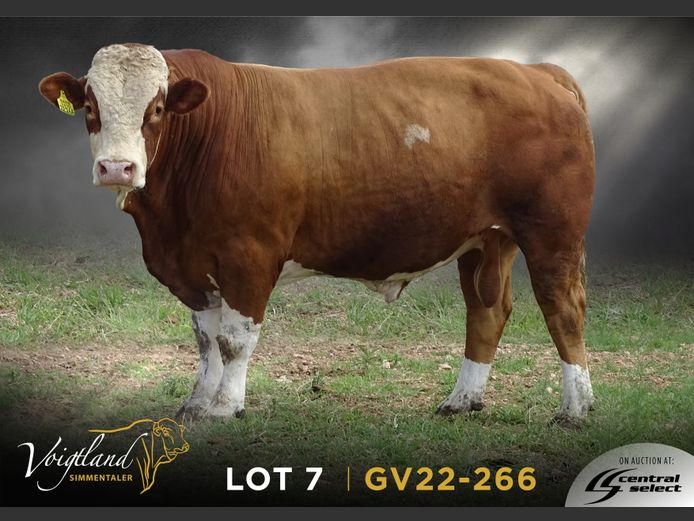 GV22-0266 | VOIGTLAND SIMMENTALER