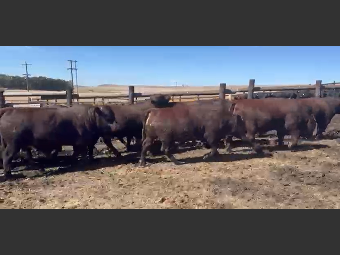 Cattle 