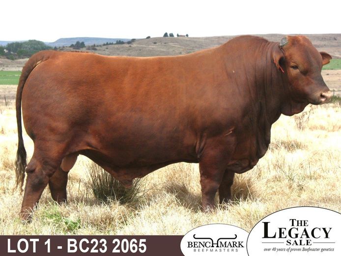 BC232065 | NO 8 CATTLE CO (PTY) LTD