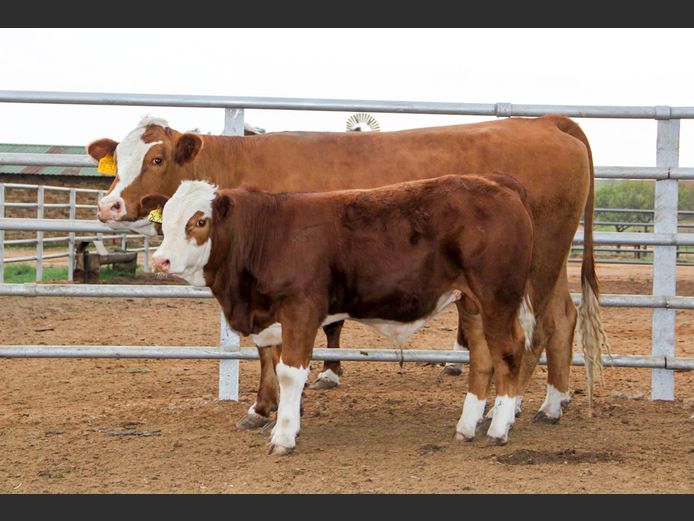 E23134 | EE SCHULENBURG