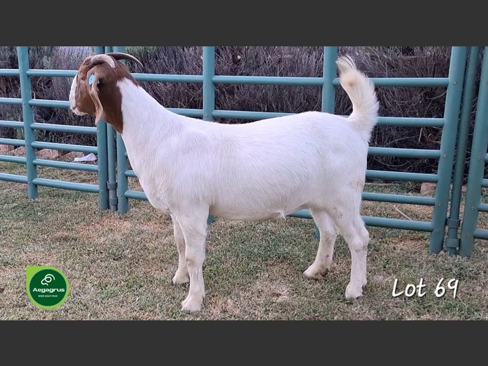1637 25-0207 | Aegagrus Boerbok Stoet