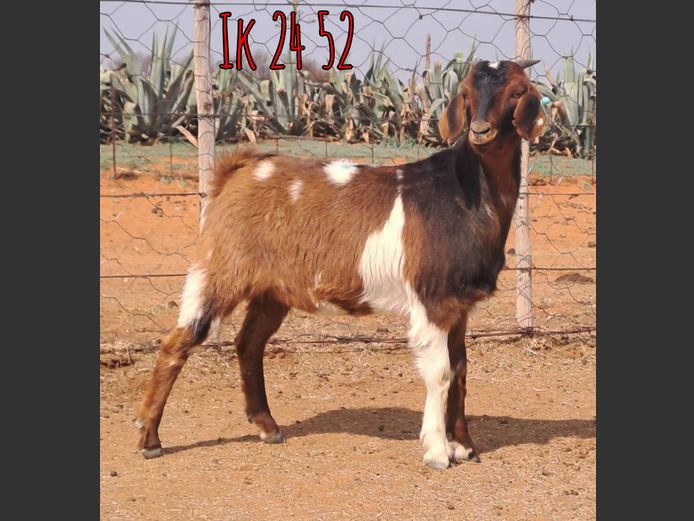 IK 24 52 | Erik De Witt