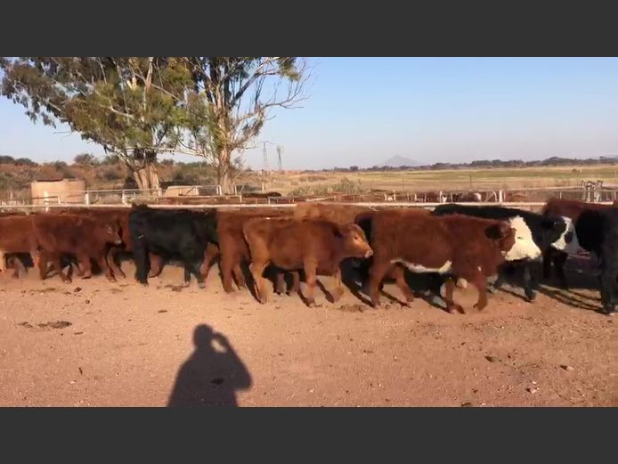 Weaners | Van Heer BDY