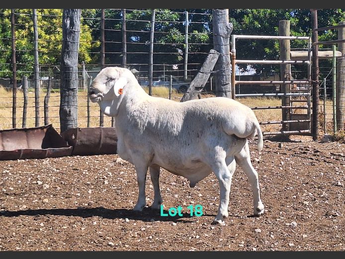 OMRS | Neels Coetzee Stud