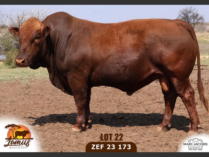 ZEF230173 HH(c) | LAMUS BONSMARA