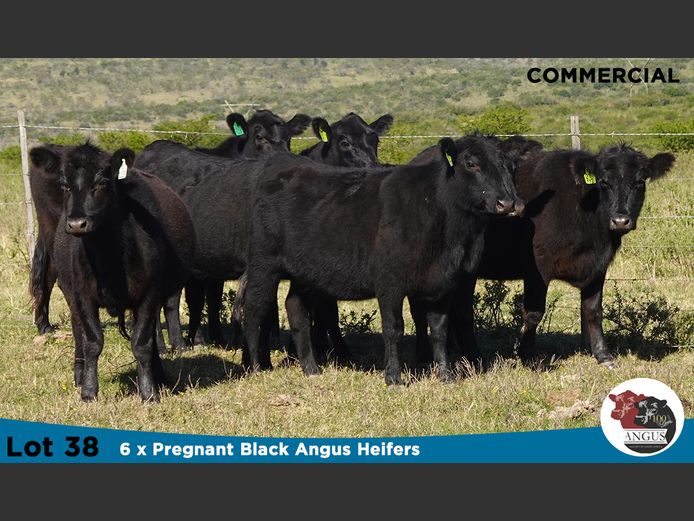 Commercial Females | Knott Farming